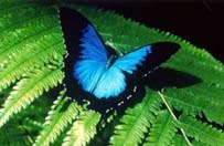 ulysses-butterfly.jpg