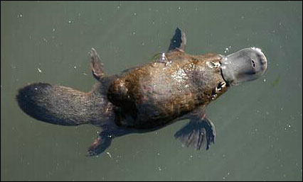 platypus.jpg