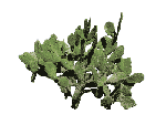 cactus large.gif