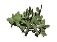 cactus huge.gif