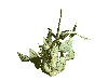 second-cactus medium.gif