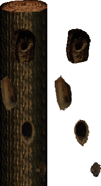 tree knots.png