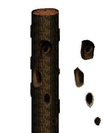 tree knot edit.png