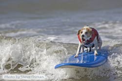 surferdog.jpg